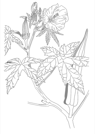 Ilustración botánica de Abelmoschus esculentus