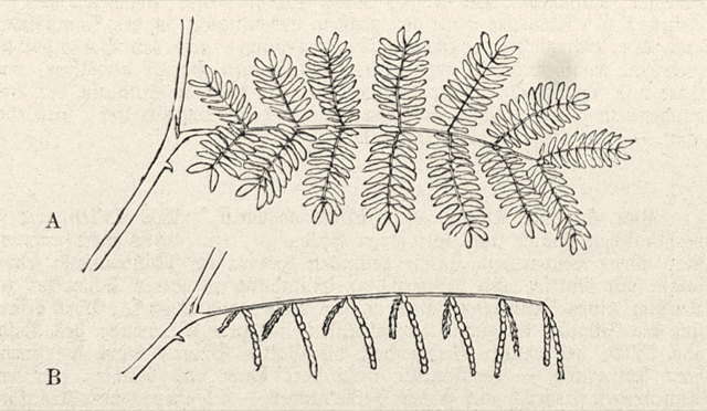 Ilustración botánica de Acacia farnesiana