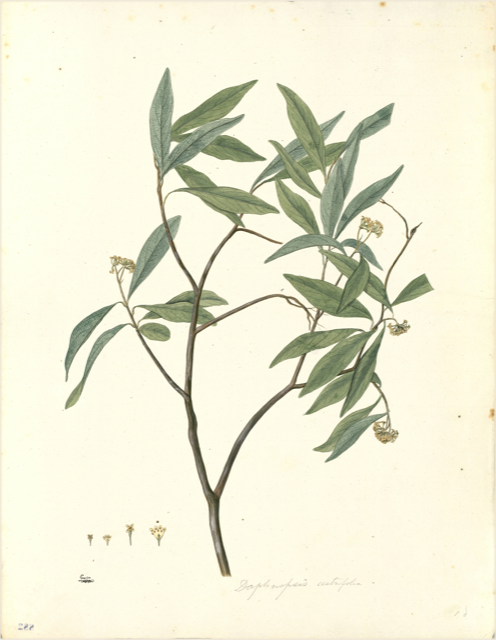 Ilustración botánica de Acacia huarango