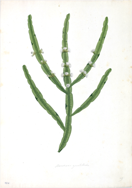 Ilustración botánica de Acacia macracantha