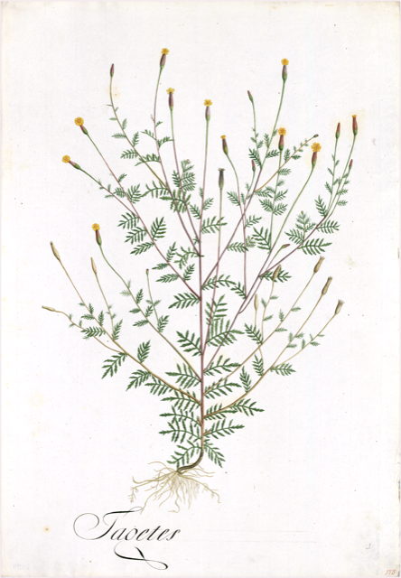 Ilustración botánica de Achillea millefolium