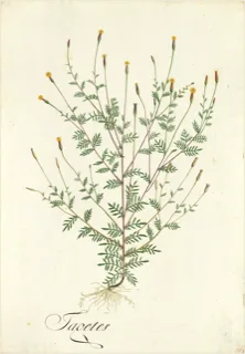 Ilustración botánica de Milenrama