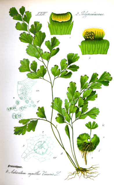 Ilustración botánica de Adiantum capillus-veneris