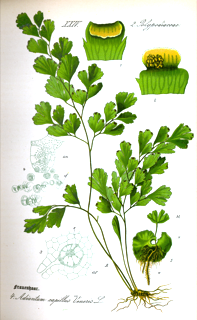 Ilustración botánica de Culantrillo