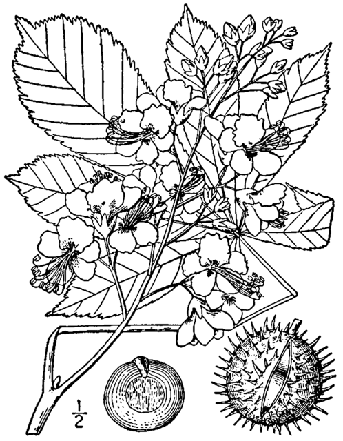 Ilustración botánica de Aesculus hippocastanum