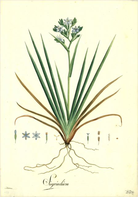 Ilustración botánica de Agave americana