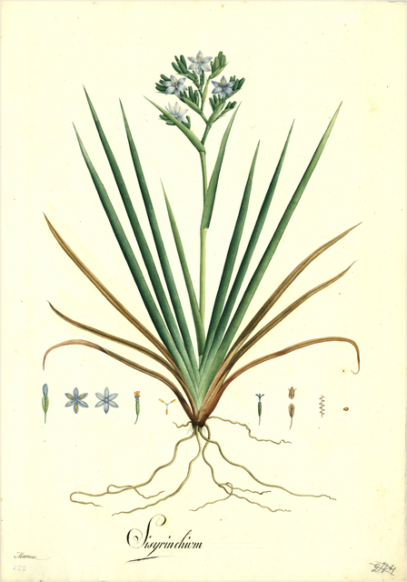 Ilustración botánica de Agave tequilana