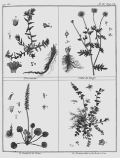Alkanna tinctoria