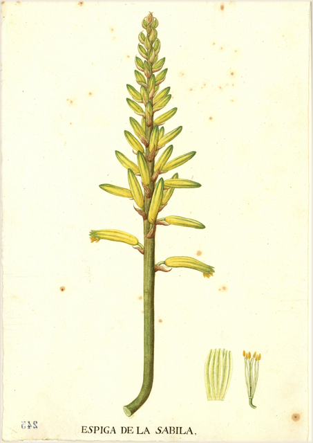 Ilustración botánica de Aloe vera