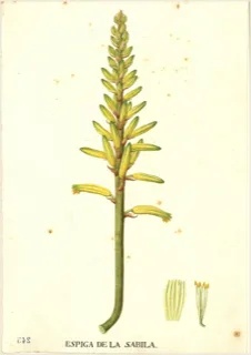 Ilustración botánica de Sábila