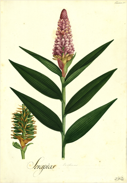 Ilustración botánica de Alpinia zerumbet