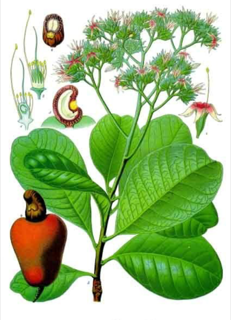 Ilustración botánica de Anacardium occidentale