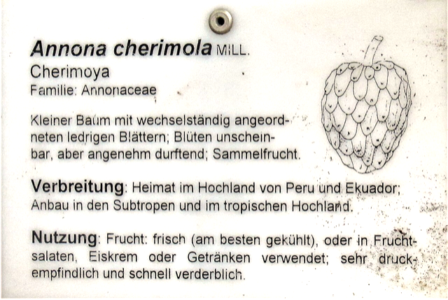 Ilustración botánica de Annona cherimola