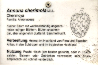 Ilustración de Chirimoya