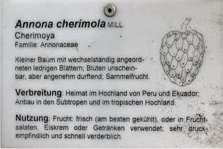 Ilustración botánica de Chirimoya