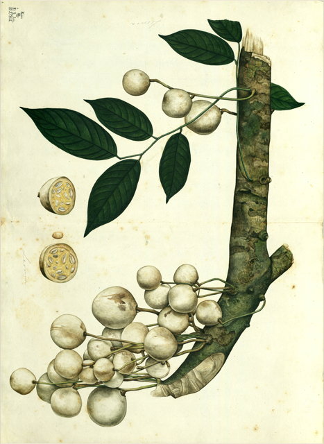 Ilustración botánica de Annona reticulata