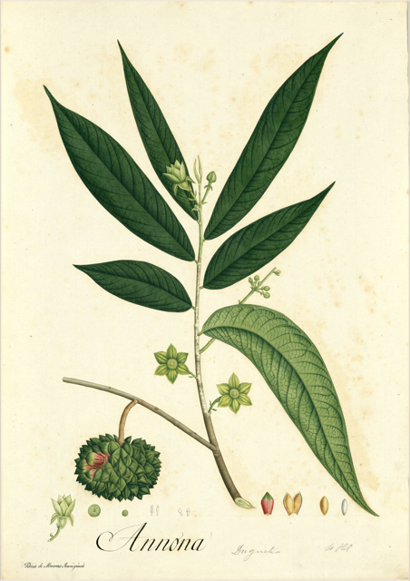 Ilustración botánica de Annona squamosa