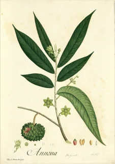 Ilustración botánica de Anón