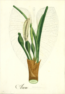 Anthurium cordatum