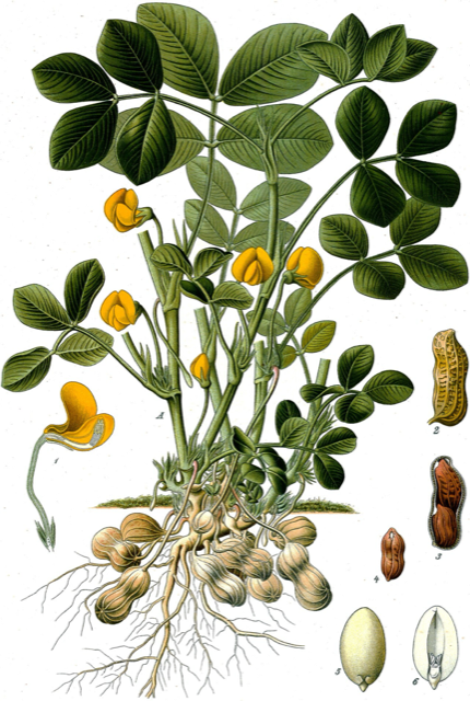 Ilustración botánica de Arachis hypogaea