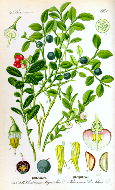 Ilustración botánica de Vaccinium myrtillus