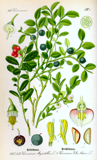 Arándano