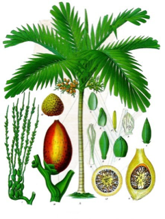 Ilustración botánica de Areca catechu