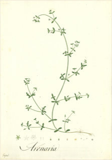Arenaria lanuginosa