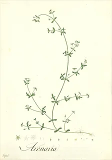 Ilustración botánica de Arenaria lanuginosa