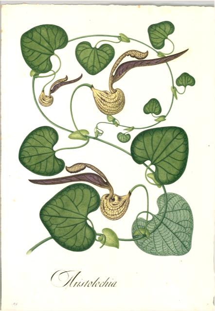 Ilustración botánica de Aristolochia grandiflora