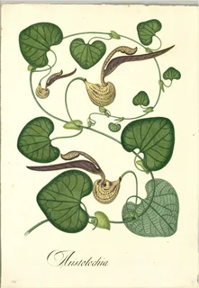 Ilustración botánica de Flor de pato