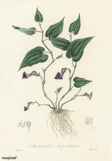 Ilustración botánica de Aristolochia serpentaria