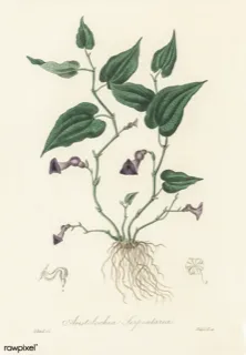 Ilustración botánica de Guaco