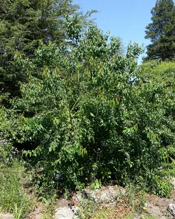 Ilustración botánica de Maqui