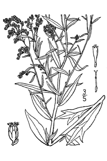 Ilustración botánica de Artemisia ludoviciana
