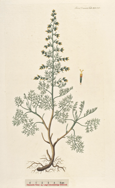 Ilustración botánica de Artemisia maritima