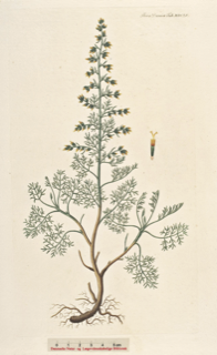 Artemisia maritima