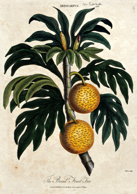 Ilustración botánica de Artocarpus altilis