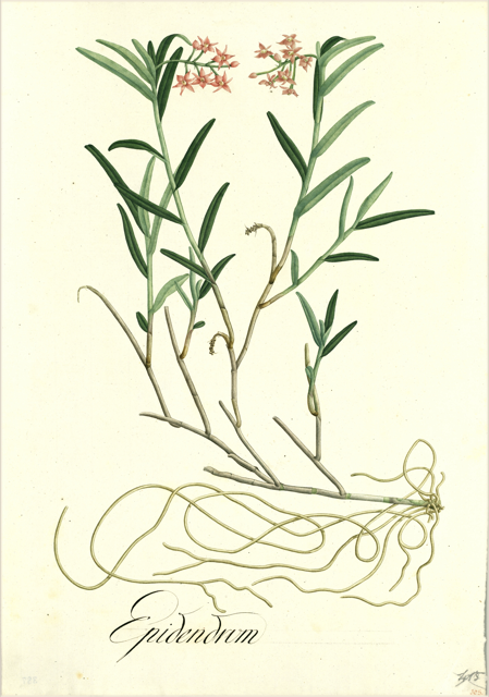 Ilustración botánica de Asclepias curassavica
