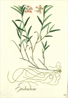 Flor de muerto