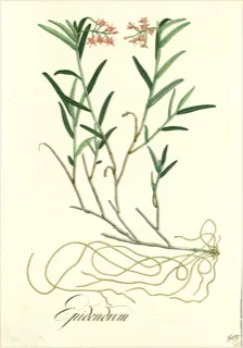 Ilustración botánica de Flor de muerto