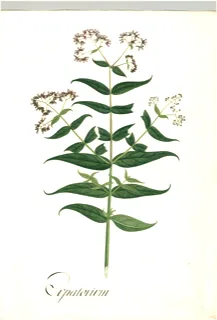 Ilustración botánica de Asclepias syriaca