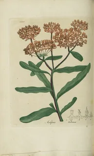 Ilustración botánica de Asclepias tuberosa
