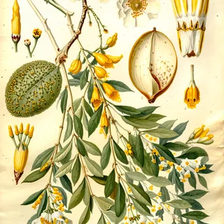 Ilustración botánica de Quebracho blanco