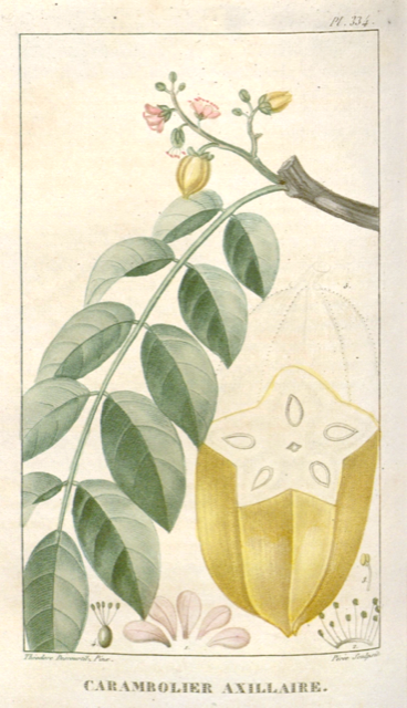 Ilustración botánica de Averrhoa carambola