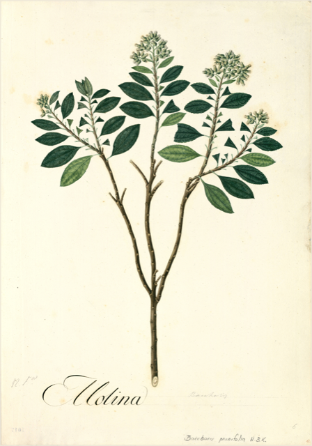 Ilustración botánica de Baccharis latifolia