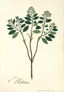 Ilustración botánica de Chilca