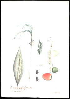 Pejibaye