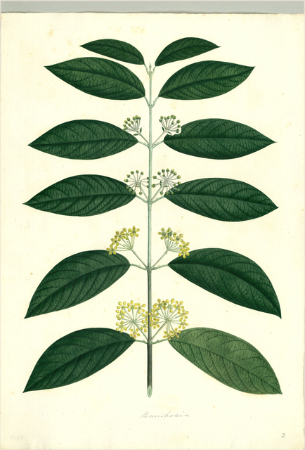 Ilustración botánica de Banisteriopsis muricata