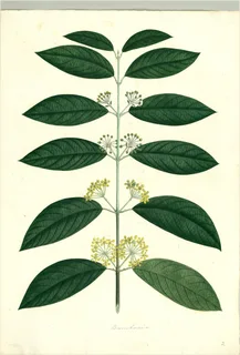 Ilustración botánica de Chagropanga